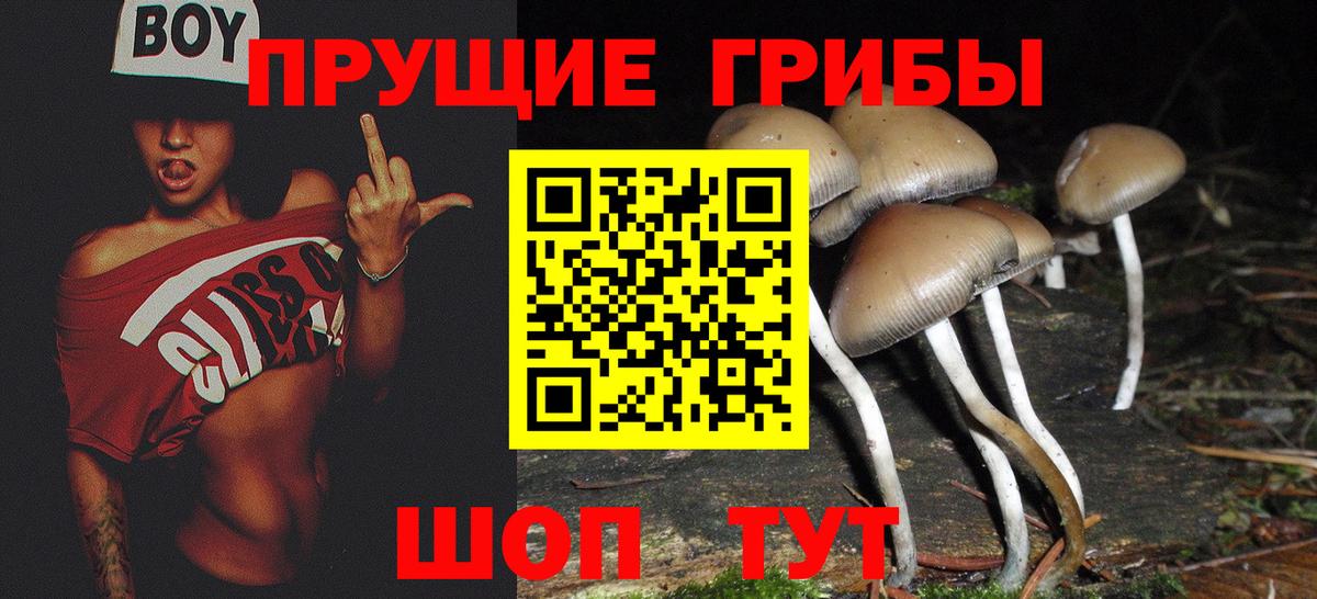 Губаха  Псилоцибиновые грибы Cubensis  сколько стоит  Вход с VPN 